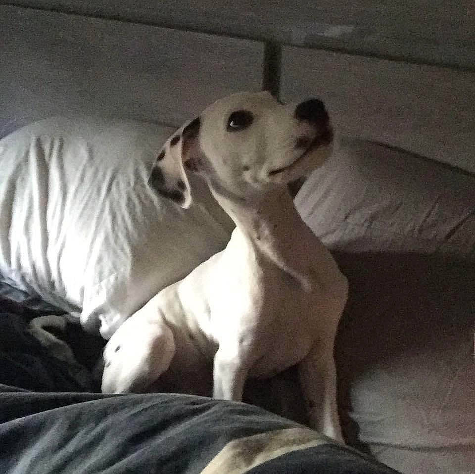 Brutus participe au concours pour gagner de l'argent avec cette photo : carnivore, cloud, comfort, companion_dog, couch, dog, dog_breed, linens, monochrome_photography, nap, non_sporting_group, paw, puppy_love, sporting_group, tail, terrestrial_animal, toy_dog, whiskers, working_animal