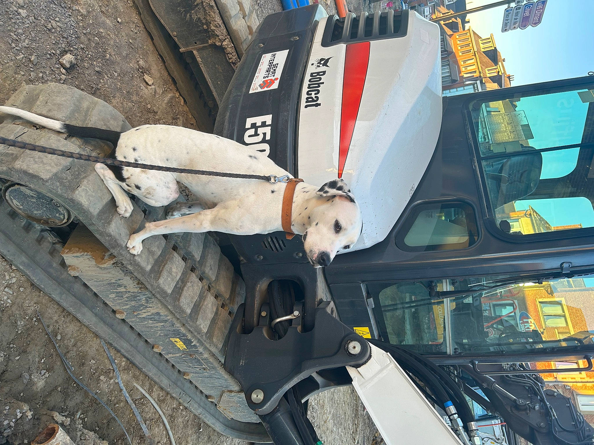 Brutus a rejoint le concours — aidez-le/la à gagner de superbes lots ! auto_part, automotive_design, automotive_exterior, automotive_lighting, automotive_tire, automotive_wheel_system, automotive_window_part, bumper, dog, hood, mode_of_transport, motor_vehicle, naval_architecture, sky, vehicle, vehicle_door, watercraft, windscreen_wiper, windshield, wood