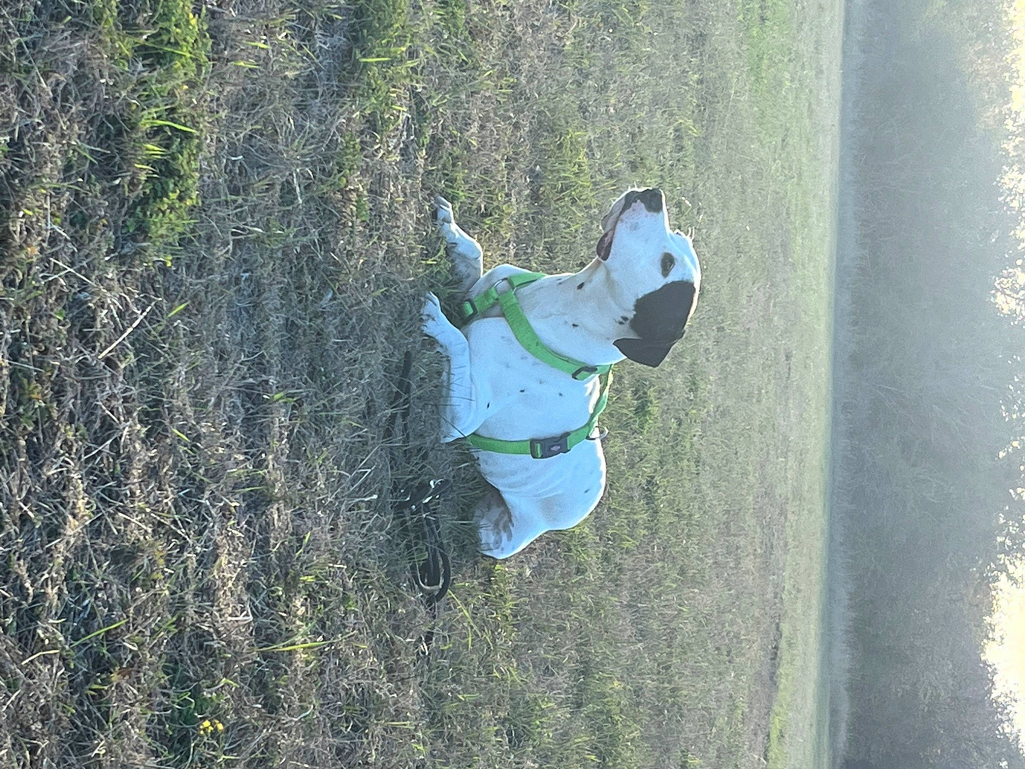 Brutus participe au concours pour gagner de l'argent avec cette photo : adventure, asphalt, concrete, extreme_sport, fun, grass, landscape, leaf, leisure, people_in_nature, plant, recreation, rope, shadow, slope, soil, sport_climbing, sports, toy