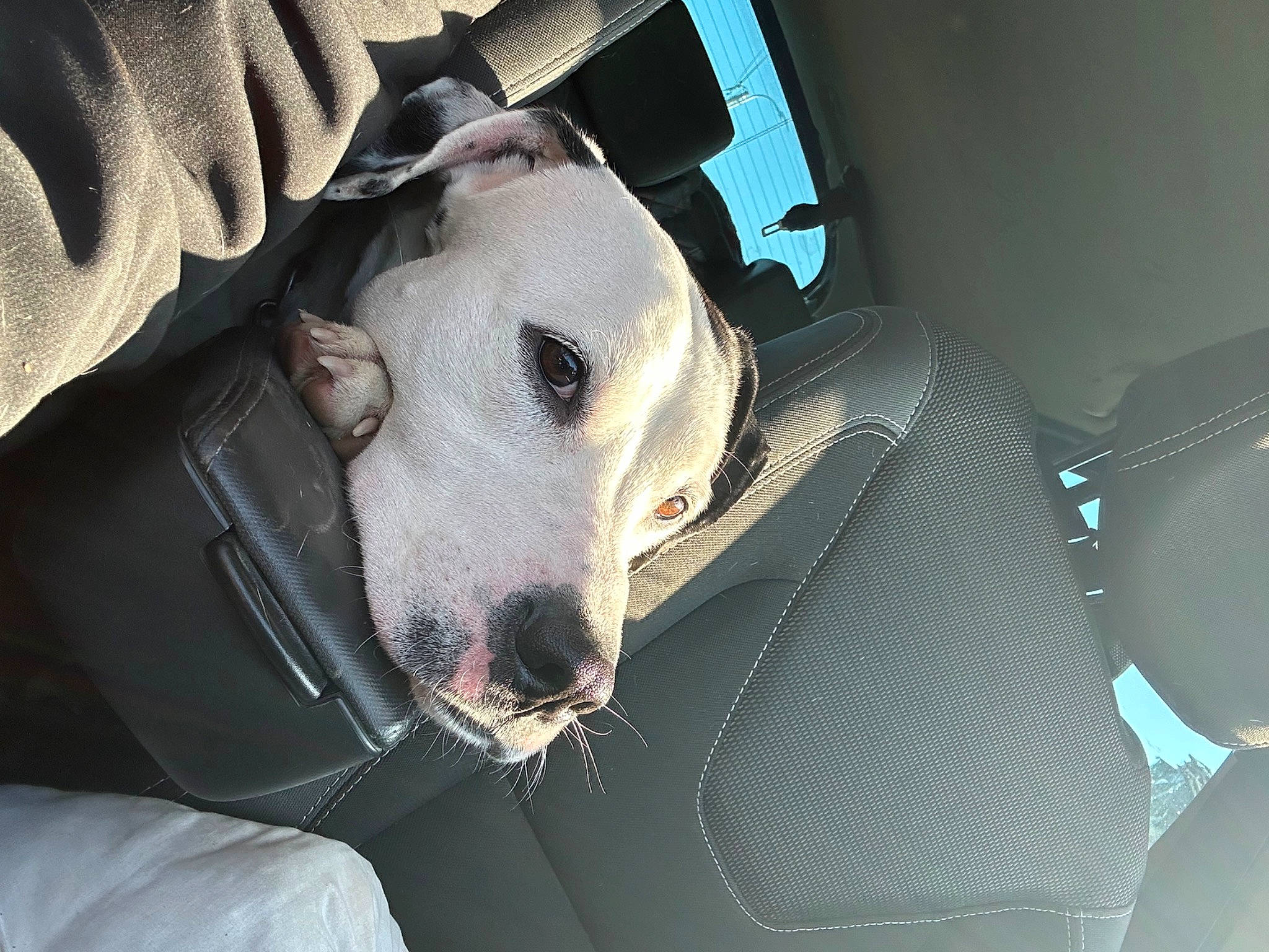 Brutus a rejoint le concours — aidez-le/la à gagner de superbes lots ! automotive_lighting, canidae, carnivore, comfort, companion_dog, dalmatian, dog, dog_breed, fawn, flash_photography, fur, guard_dog, non_sporting_group, personal_protective_equipment, sporting_group, vehicle_door, whiskers, working_animal