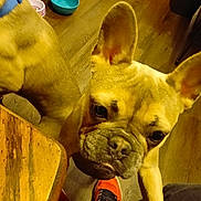 Precious joined the competition — help win amazing prizes! black, bowl, brown, canine, close_up, curious, dog, ear, face, floor, french_bulldog, indoor, orange, paw, person, pet, shoe, snout, table, wooden_floor