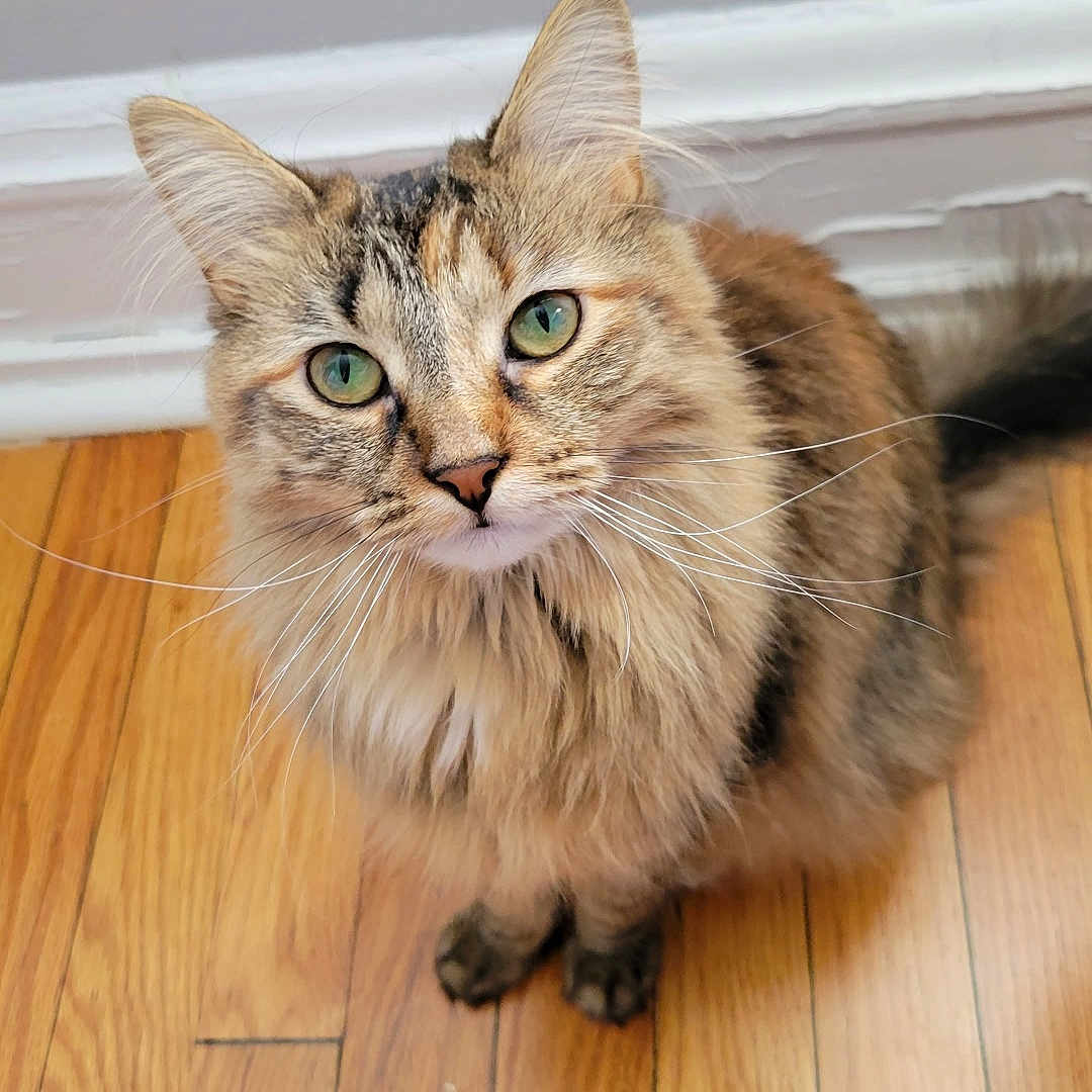 Nala joined the competition — help win amazing prizes! animal_portrait, cat, close_up, curious, domestic_animal, ears, feline, flooring, fluffy, fur, green_eyes, household, indoor, looking_up, nose, pet, sitting, tabby, whiskers, wooden_floor