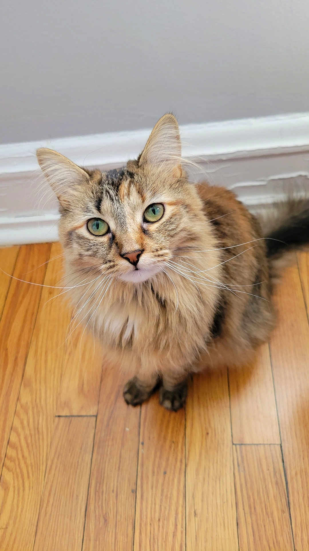 Nala