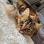 Nala joined the competition — help win amazing prizes! animal, bedroom, blanket, cat, closeup, colorful, cozy, ears, face, fluffy, fur, green_eyes, indoor, pet, resting, sleepy, soft, tabby, toy, whiskers