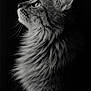 cat, fluffy, closeup, black_and_white, portrait, feline, animal, whiskers, ear, fur, profile, looking_up, dark_background, soft_light, texture, mammal, pet, cute, indoor, majestic