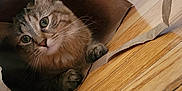Nala is registered to the contest to win money with this photo: animal, brown, cat, close_up, curious, cute, domestic_animal, ears, feline, green_eyes, household, indoor, paper_bag, paws, pet, playful, soft_fur, tabby, whiskers, wooden_floor