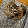 Nala is registered to the contest to win money with this photo: animal, cat, companion, cozy, curious, cute, domestic_animal, ears, eyes, feline, fluffy, fur, indoor, looking_up, patterned_rug, pet, rug, tabby, whiskers, wooden_floor