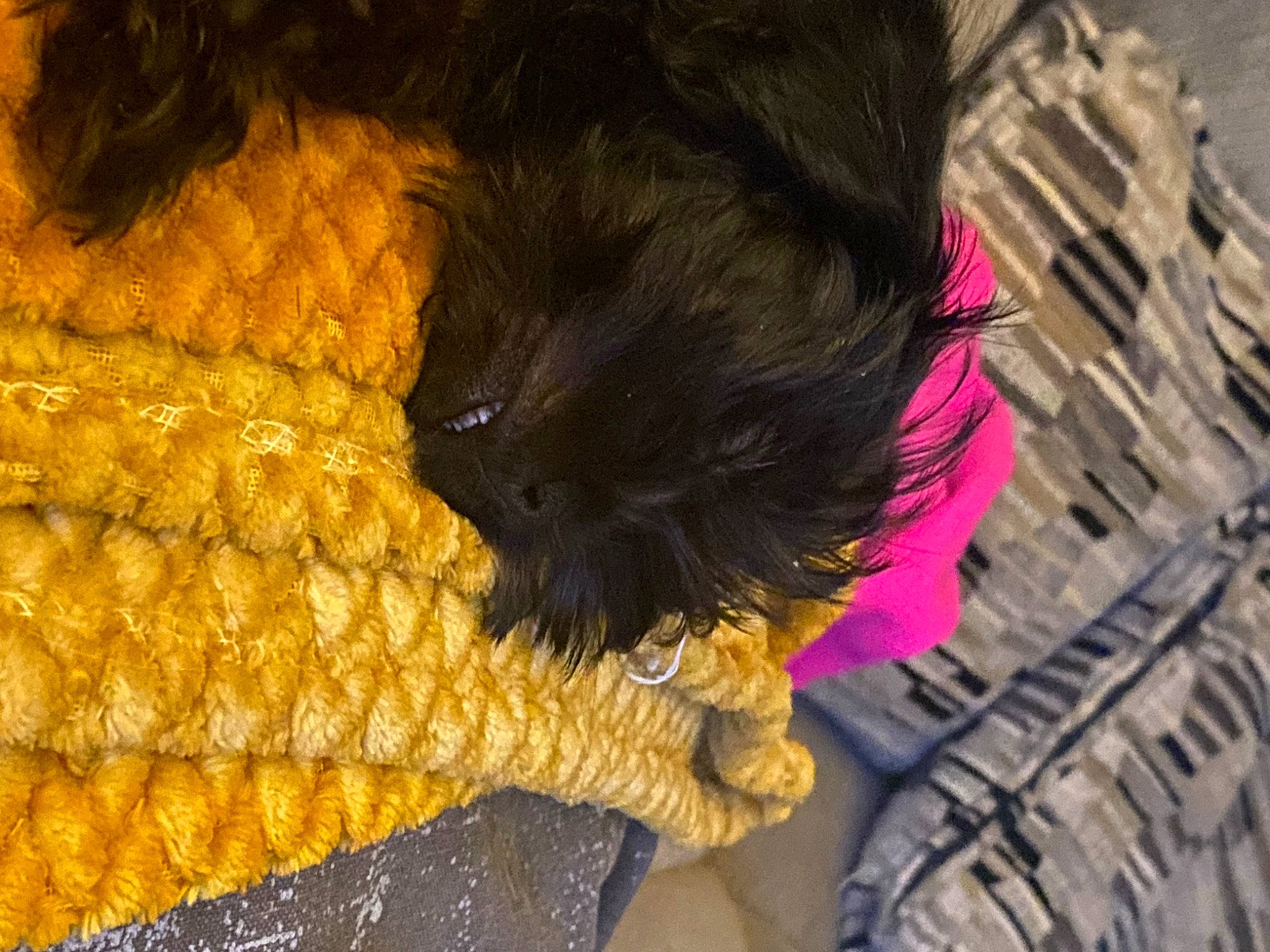 Oscar joined the competition — help win amazing prizes! carnivore, companion_dog, corn, corn_kernels, corn_on_the_cob, dog, dog_breed, dog_collar, fur, magenta, pattern, sweet_corn, tail, thread, water_dog, wool