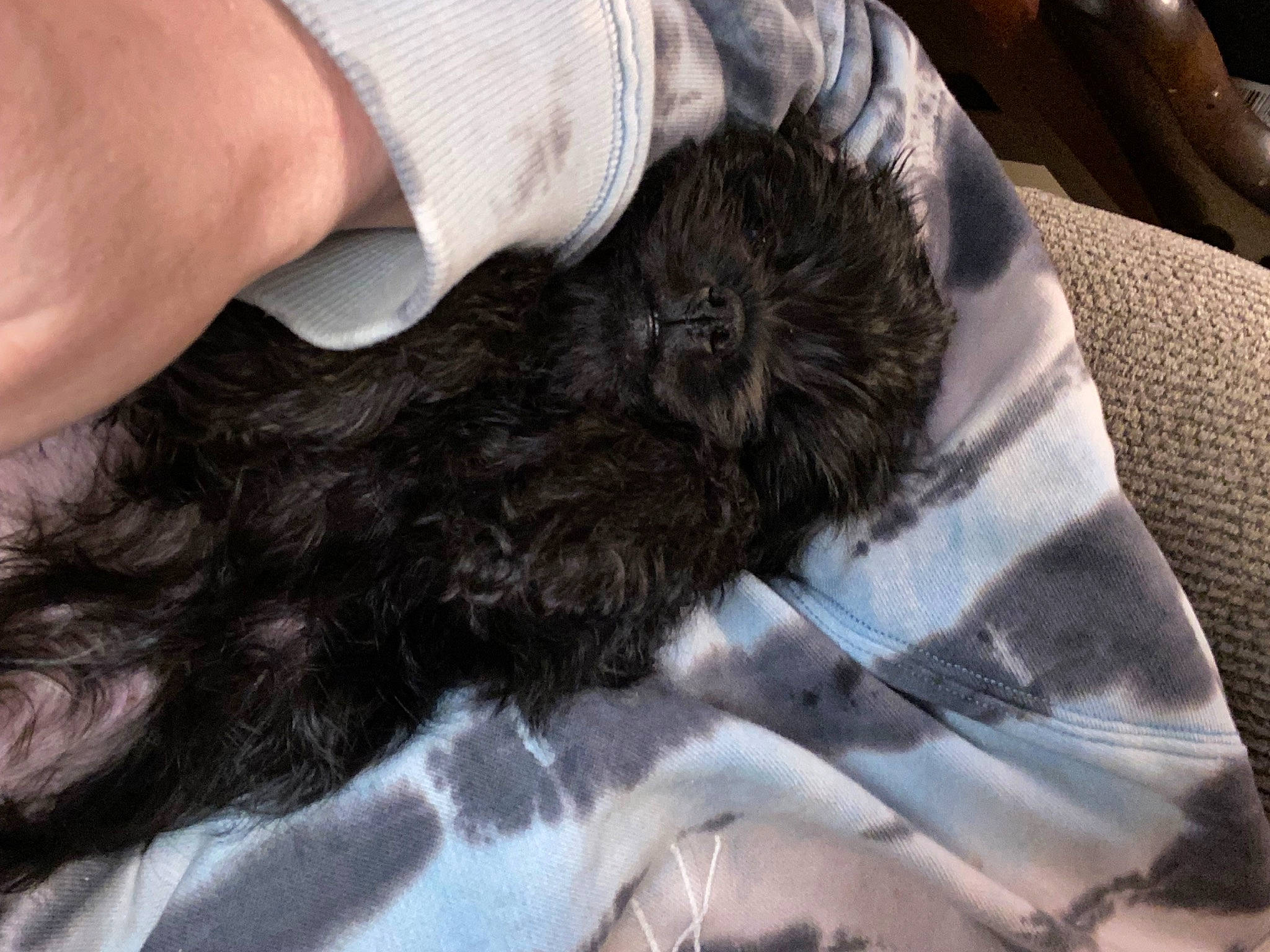 Oscar joined the competition — help win amazing prizes! canidae, carnivore, claw, comfort, companion_dog, dog, dog_breed, domestic_short_haired_cat, felidae, finger, fur, gesture, human_leg, nail, puppy, small_to_medium_sized_cats, snout, sporting_group, whiskers, wildlife_biologist