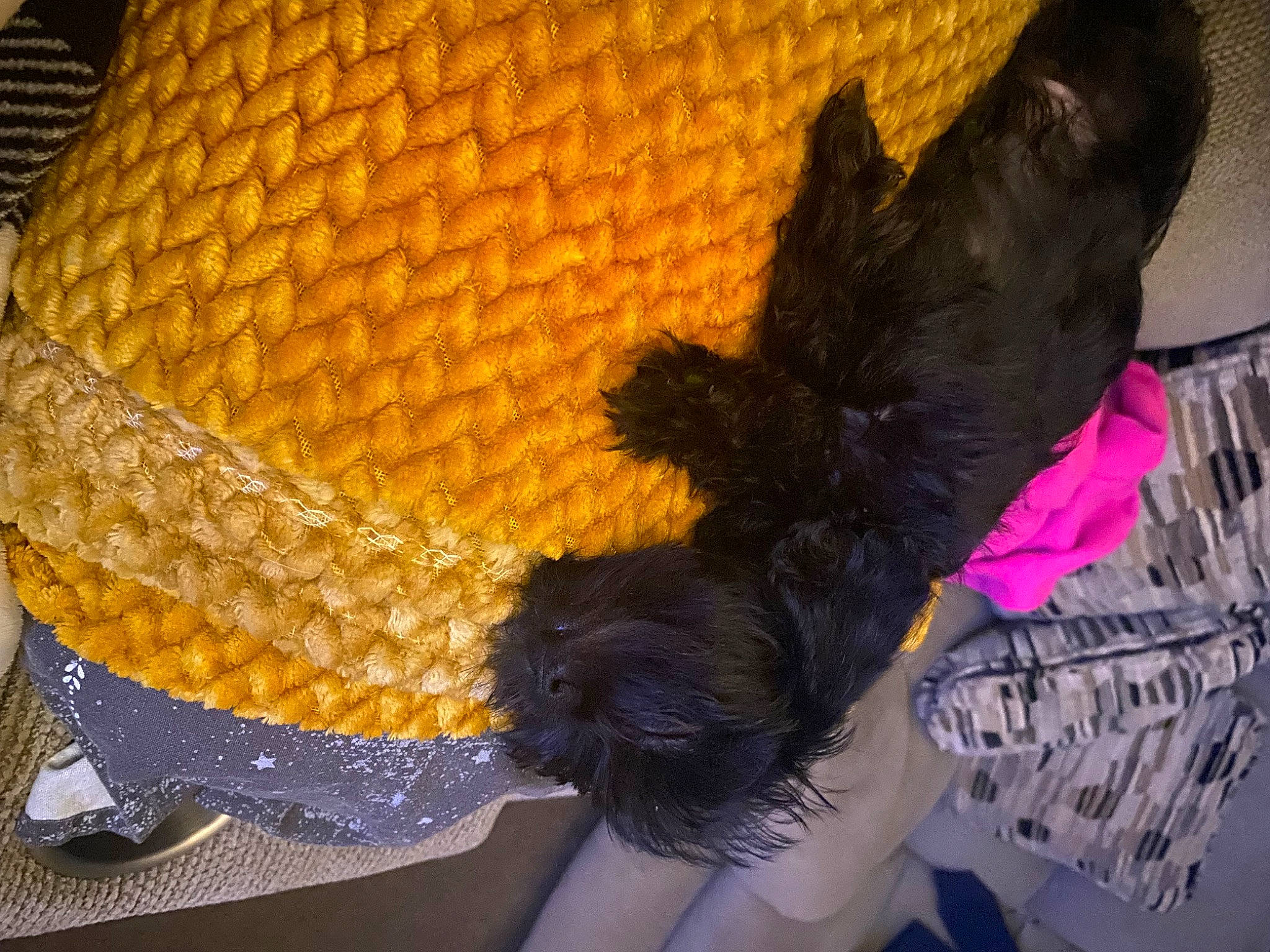 Oscar is registered to the contest to win money with this photo: basket, canidae, carnivore, companion_dog, costume_hat, dog, dog_breed, dog_supply, fashion_accessory, feather, fur, hat, headgear, sporting_group, tail, terrier, toy_dog, wicker, wing, yellow