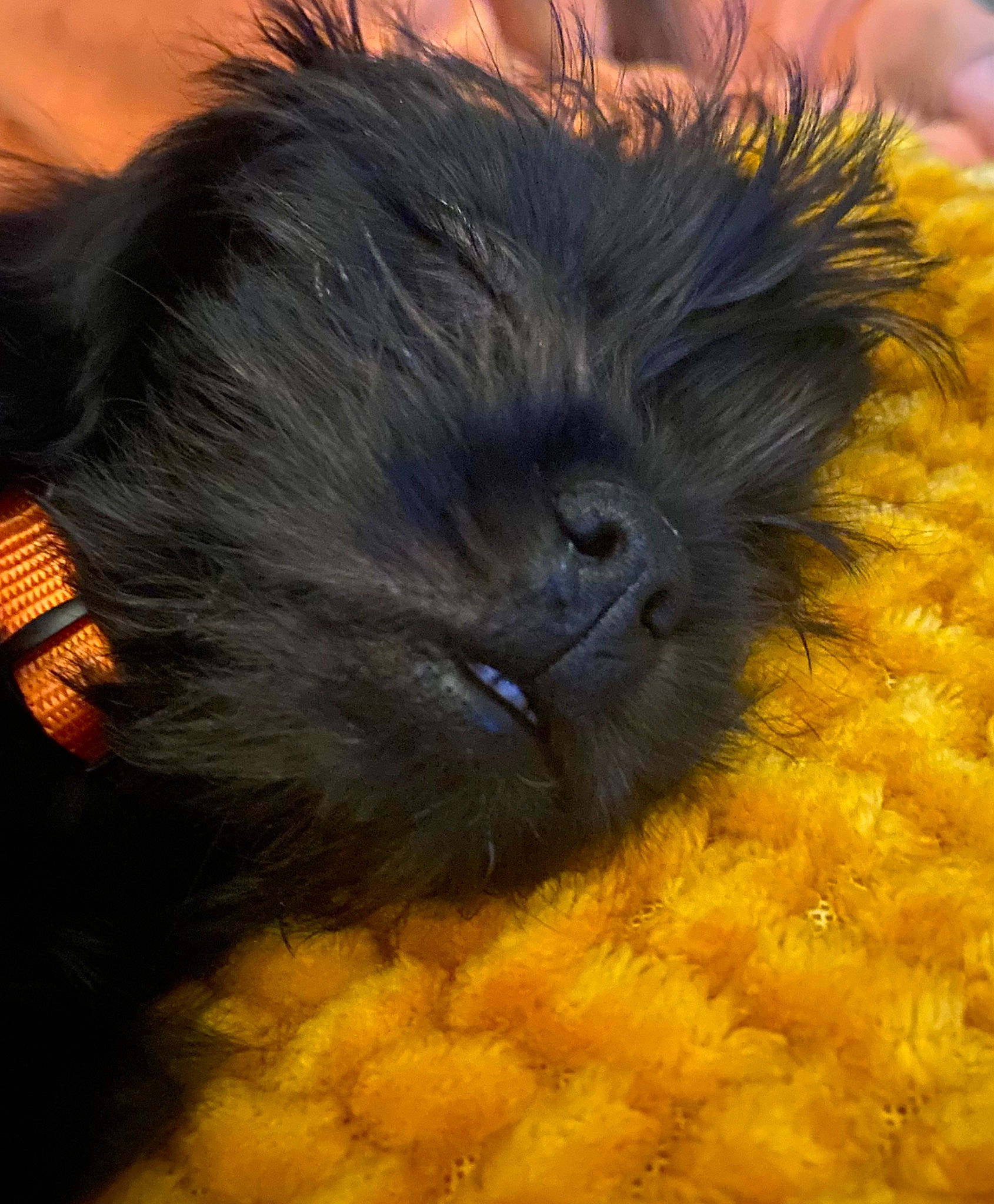 Oscar joined the competition — help win amazing prizes! close_up, electric_blue, fur, liver, macro_photography, natural_material, snout, whiskers, yellow