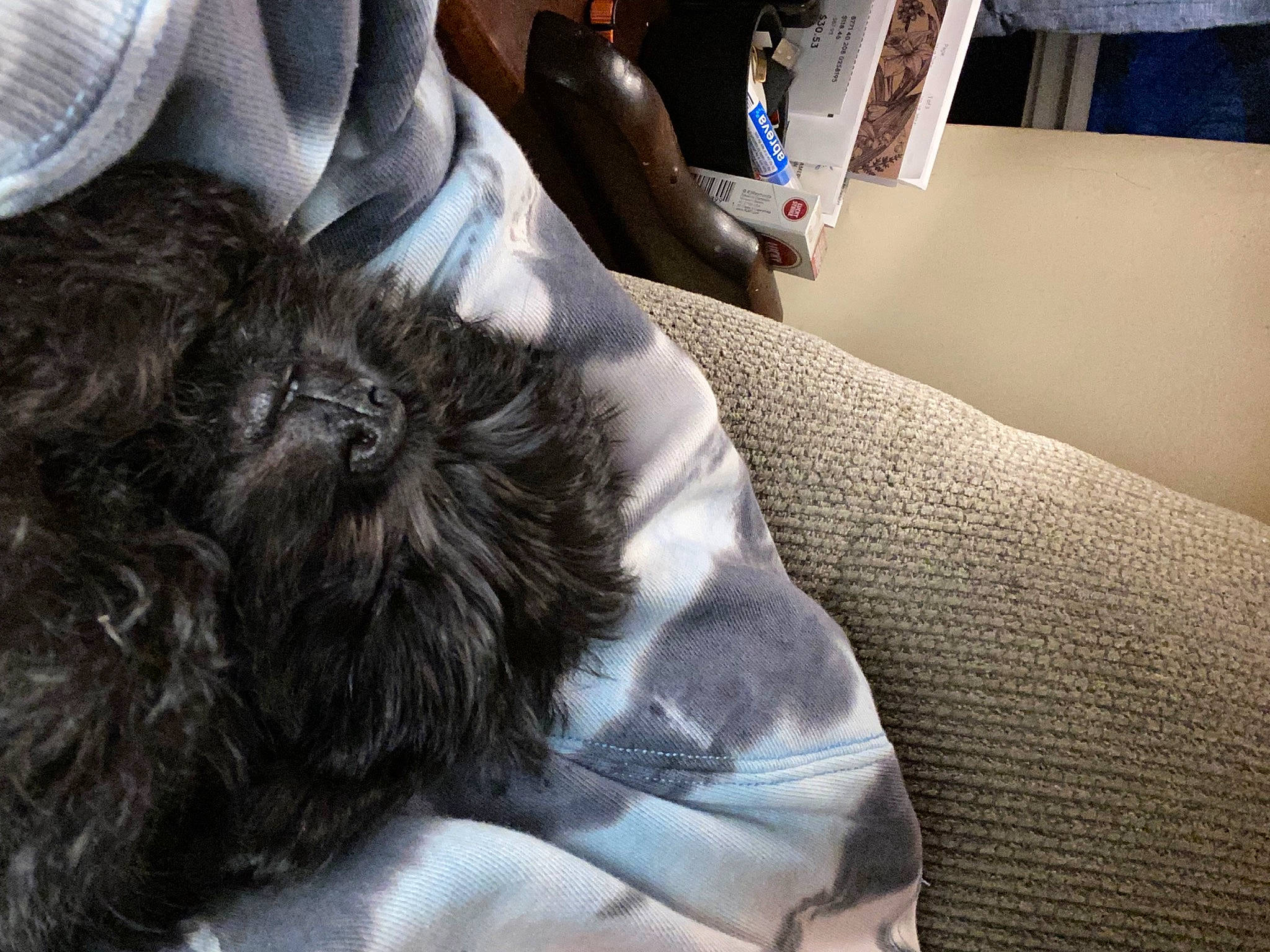 Oscar is registered to the contest to win money with this photo: bed, bed_sheet, bedding, bedroom, canidae, carnivore, comfort, companion_dog, dog, dog_breed, felidae, fur, grey, human_leg, linens, room, small_to_medium_sized_cats, sporting_group, tail, whiskers