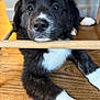 Sadie is registered to the contest to win money with this photo: puppy, dog, black_and_white, indoor, wooden_floor, resting, curious, chin_on_bar, close_up, young_dog, pet, fur, animal, cute, domestic, mammal, floor, wood, head, paw