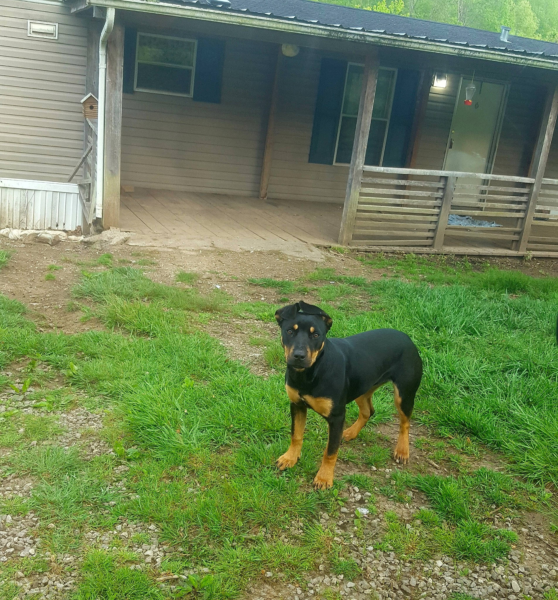 Bella joined the competition — help win amazing prizes! black_and_tan_terrier, canidae, carlin_pinscher, carnivore, dog, dog_breed, grass, guard_dog, huntaway, hunting_dog, jagdterrier, mammal, plant, rottweiler, vertebrate, working_dog