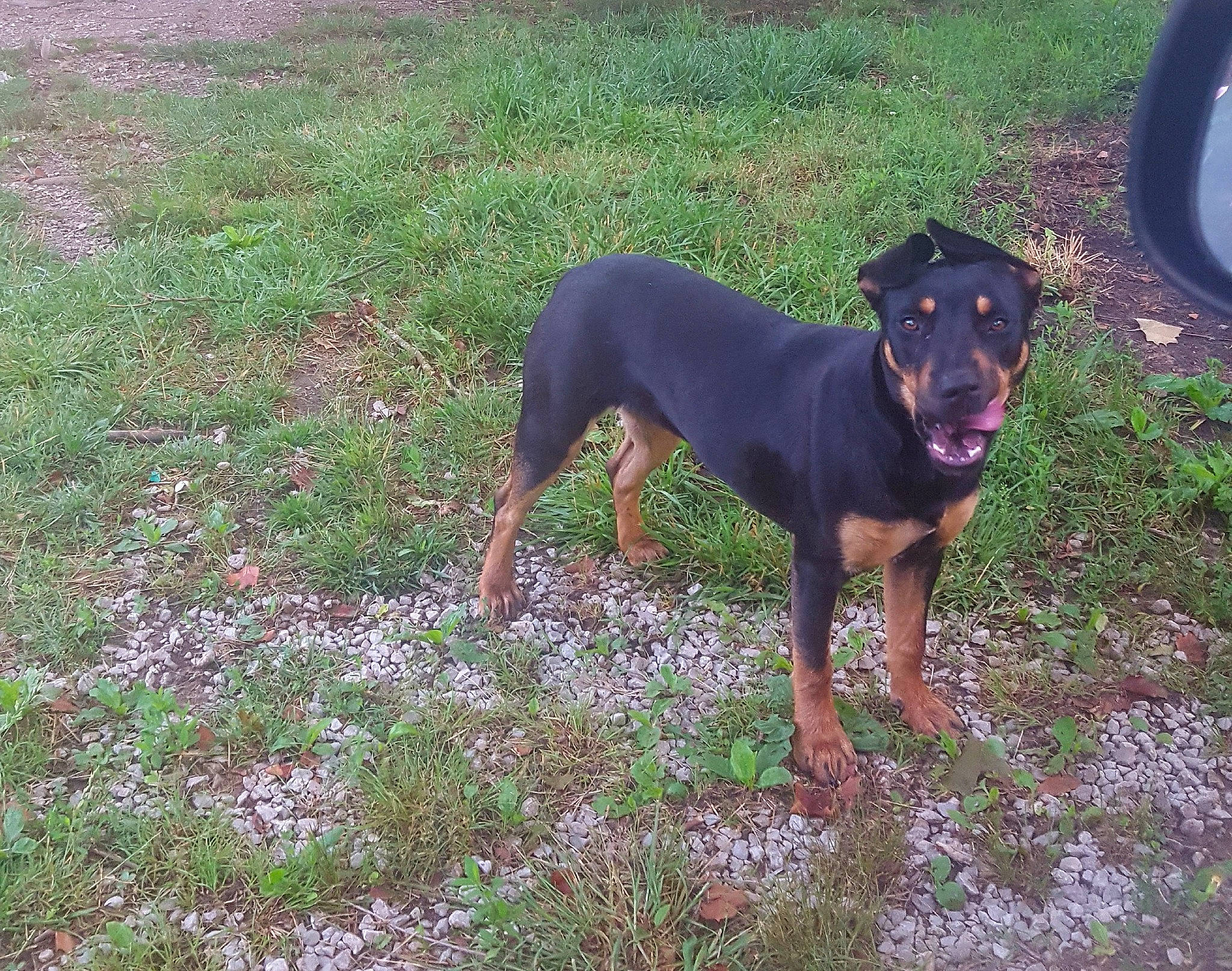 Bella joined the competition — help win amazing prizes! austrian_black_and_tan_hound, black_and_tan_terrier, canidae, carnivore, dog, dog_breed, german_pinscher, guard_dog, hellenikos_ichnilatis, huntaway, hunting_dog, jagdterrier, lithuanian_hound, mammal, manchester_terrier, montenegrin_mountain_hound, pinscher, toy_manchester_terrier, transylvanian_hound, vertebrate