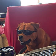 Yuki participe au concours pour gagner de l'argent avec cette photo : dog, sunglasses, desk, keyboard, can, cup, indoor, brown_dog, pet, office, workstation, computer_accessory, drink, table, chair, red_blanket, casual, funny, animal, companion