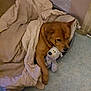 dog, blanket, stuffed_toy, bed, indoor, cozy, brown_dog, pet, floor, snuggling, relaxed, toy, comfort, animal, cute, resting, fur, paws, sleepy, home