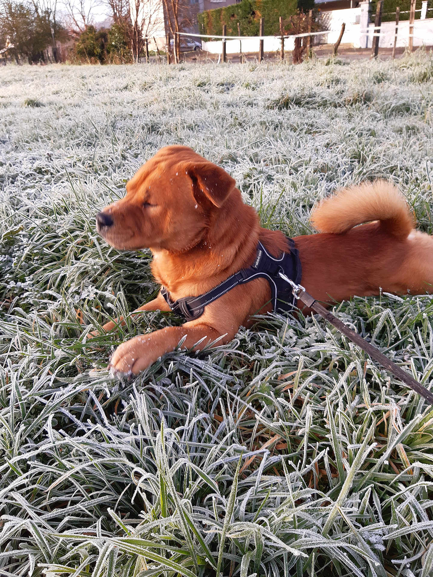 Yuki a rejoint le concours — aidez-le/la à gagner de superbes lots ! dog, frost, grass, outdoor, morning, pet, canine, leash, harness, nature, field, cold, winter, animal, relaxing, sunlight, fur, paw, tail, peaceful