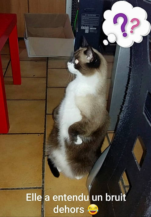 Kanna a rejoint le concours — aidez-le/la à gagner de superbes lots ! asian, carnivore, cat, domestic_short_haired_cat, felidae, kitten, photo_caption, photography, small_to_medium_sized_cats, tail, whiskers