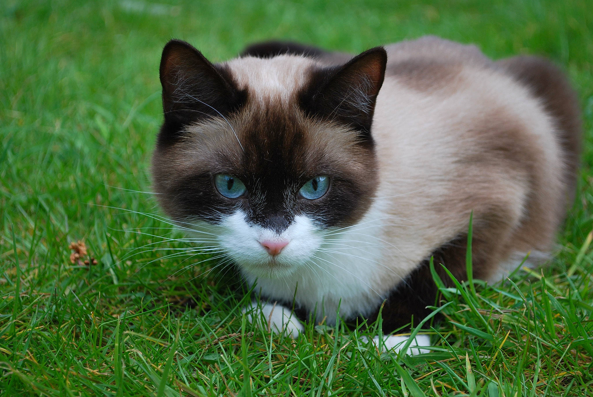 Kanna a rejoint le concours — aidez-le/la à gagner de superbes lots ! british_semi_longhair, carnivore, cat, domestic_long_haired_cat, domestic_short_haired_cat, eye, felidae, fur, grass, kitten, mammal, ojos_azules, plant, ragamuffin, ragdoll, small_to_medium_sized_cats, snout, snowshoe, vertebrate, whiskers