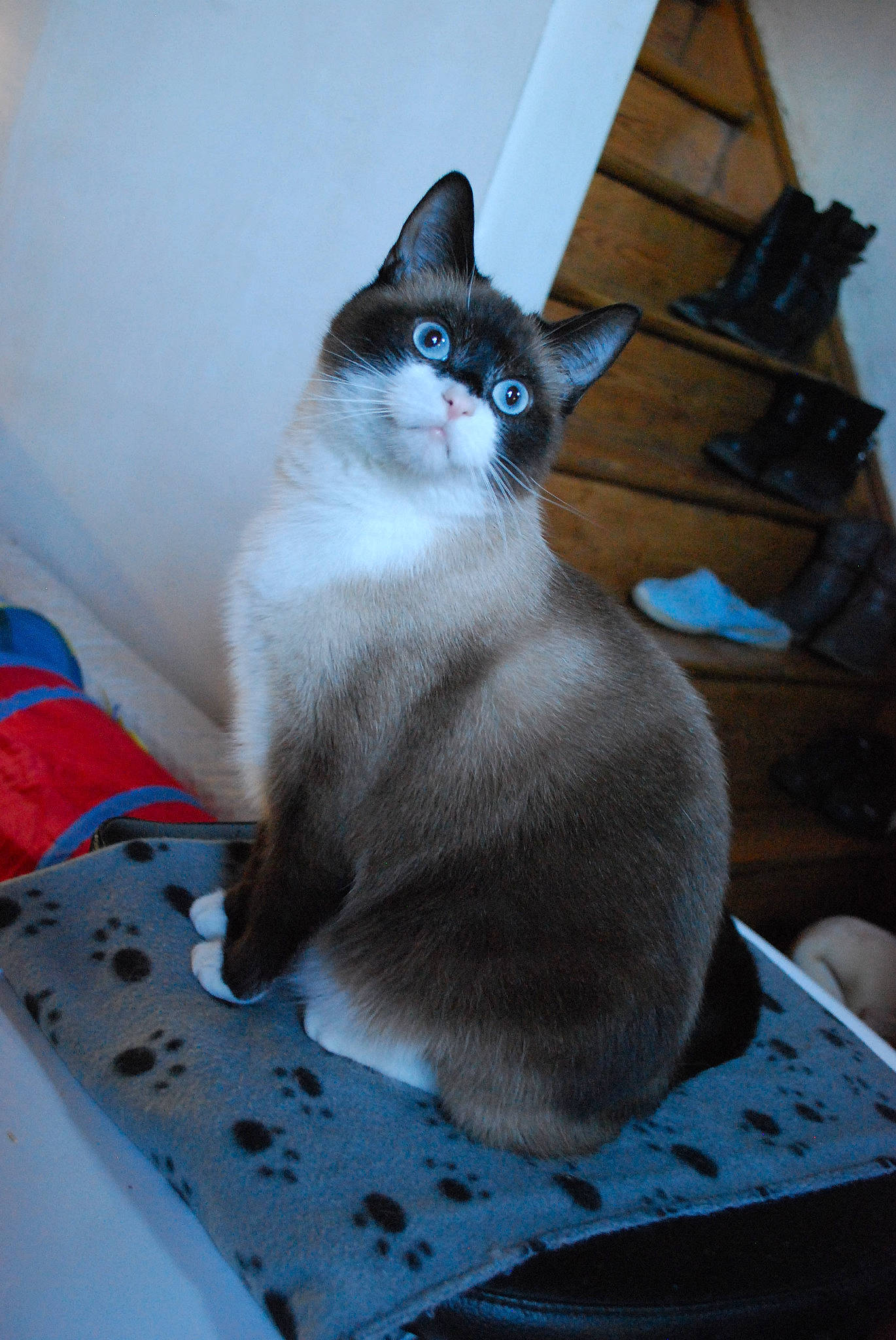 Kanna a rejoint le concours — aidez-le/la à gagner de superbes lots ! aegean_cat, asian, balinese, carnivore, cat, domestic_short_haired_cat, felidae, kitten, mammal, ojos_azules, ragdoll, siamese, small_to_medium_sized_cats, snowshoe, thai, tonkinese, whiskers