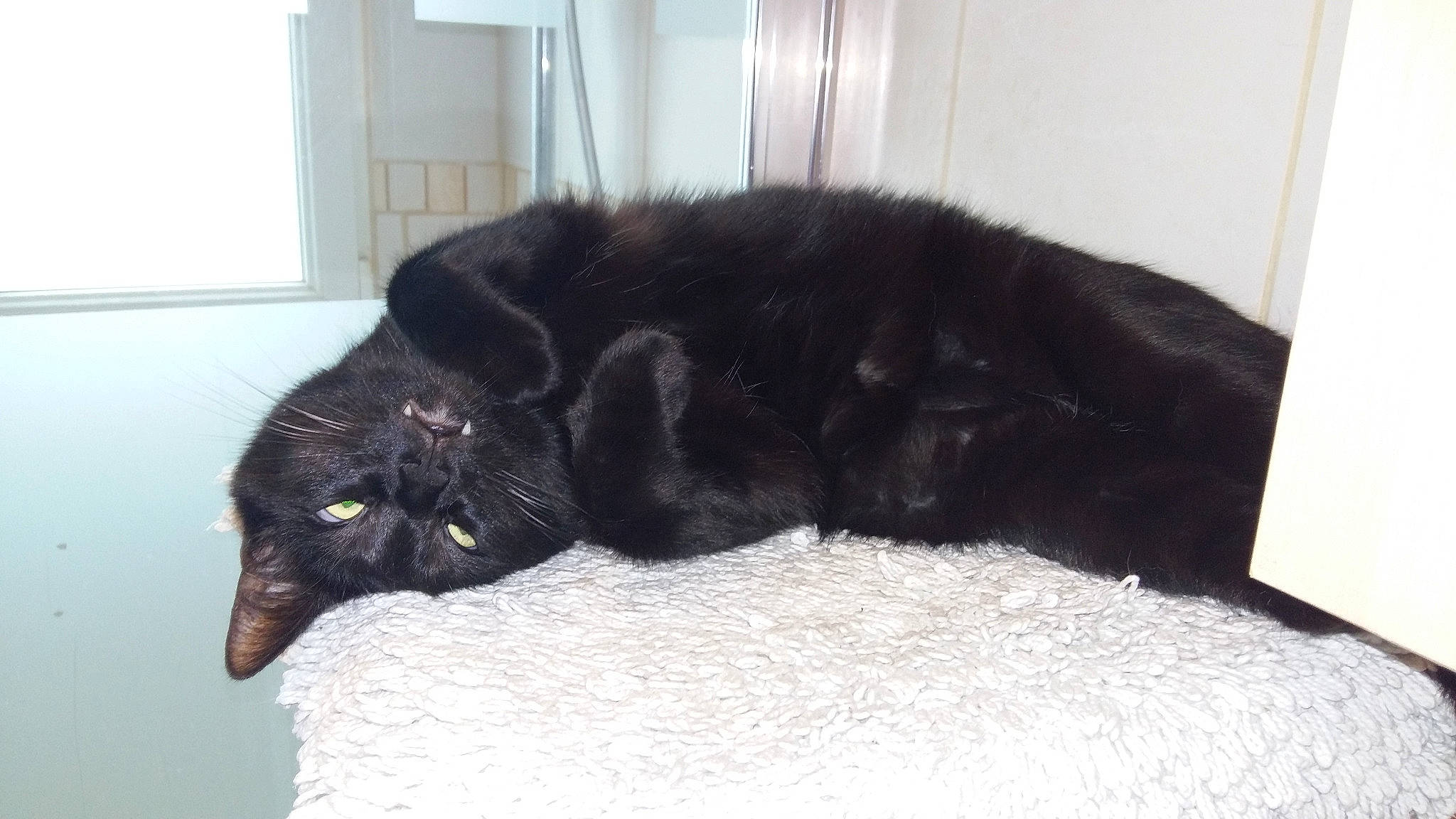 Onyx a rejoint le concours — aidez-le/la à gagner de superbes lots ! black, black_cat, bombay, carnivore, cat, domestic_short_haired_cat, felidae, fur, small_to_medium_sized_cats, tail, whiskers