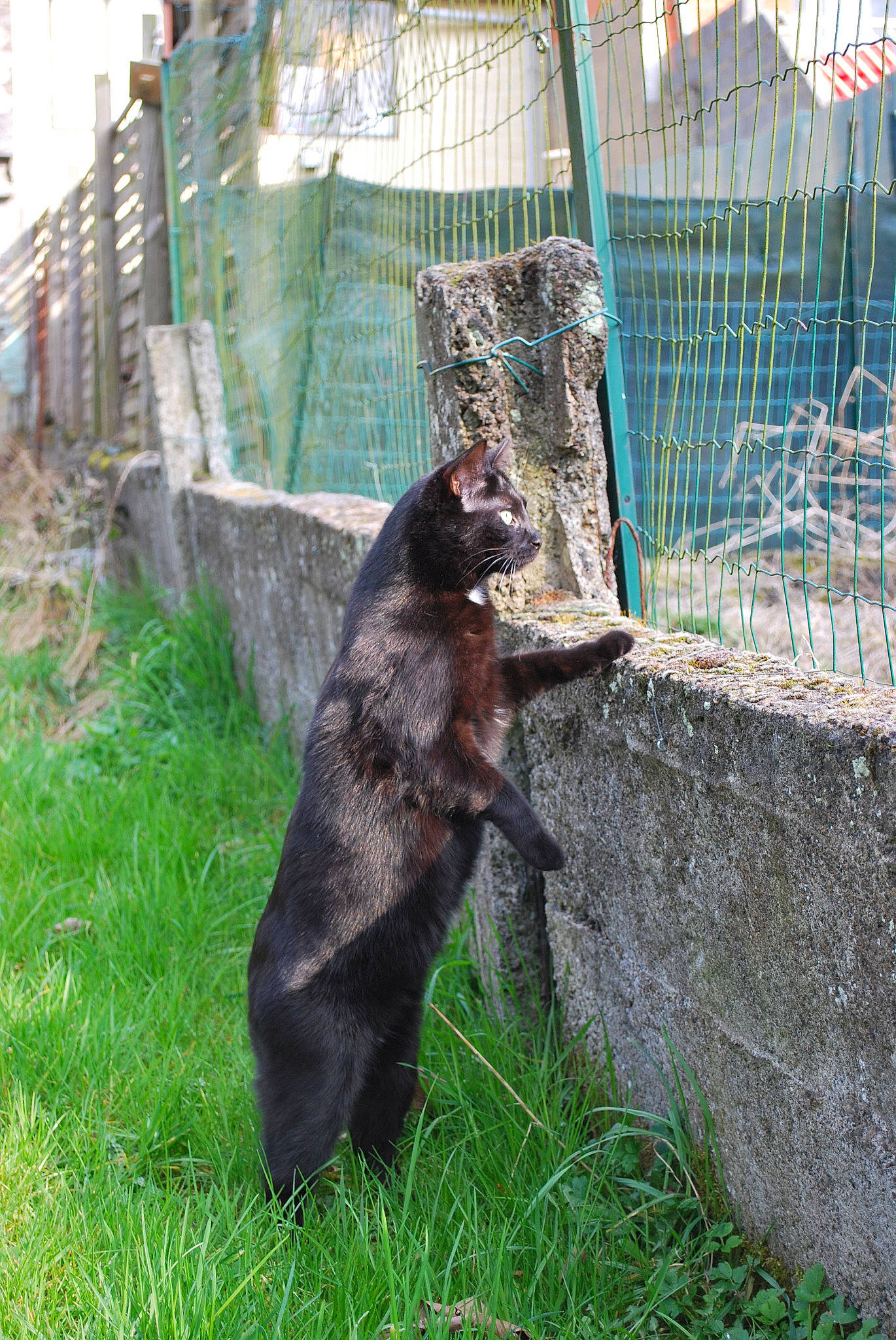Onyx a rejoint le concours — aidez-le/la à gagner de superbes lots ! american_black_bear, bear, carnivore, spectacled_bear, vertebrate, zoo