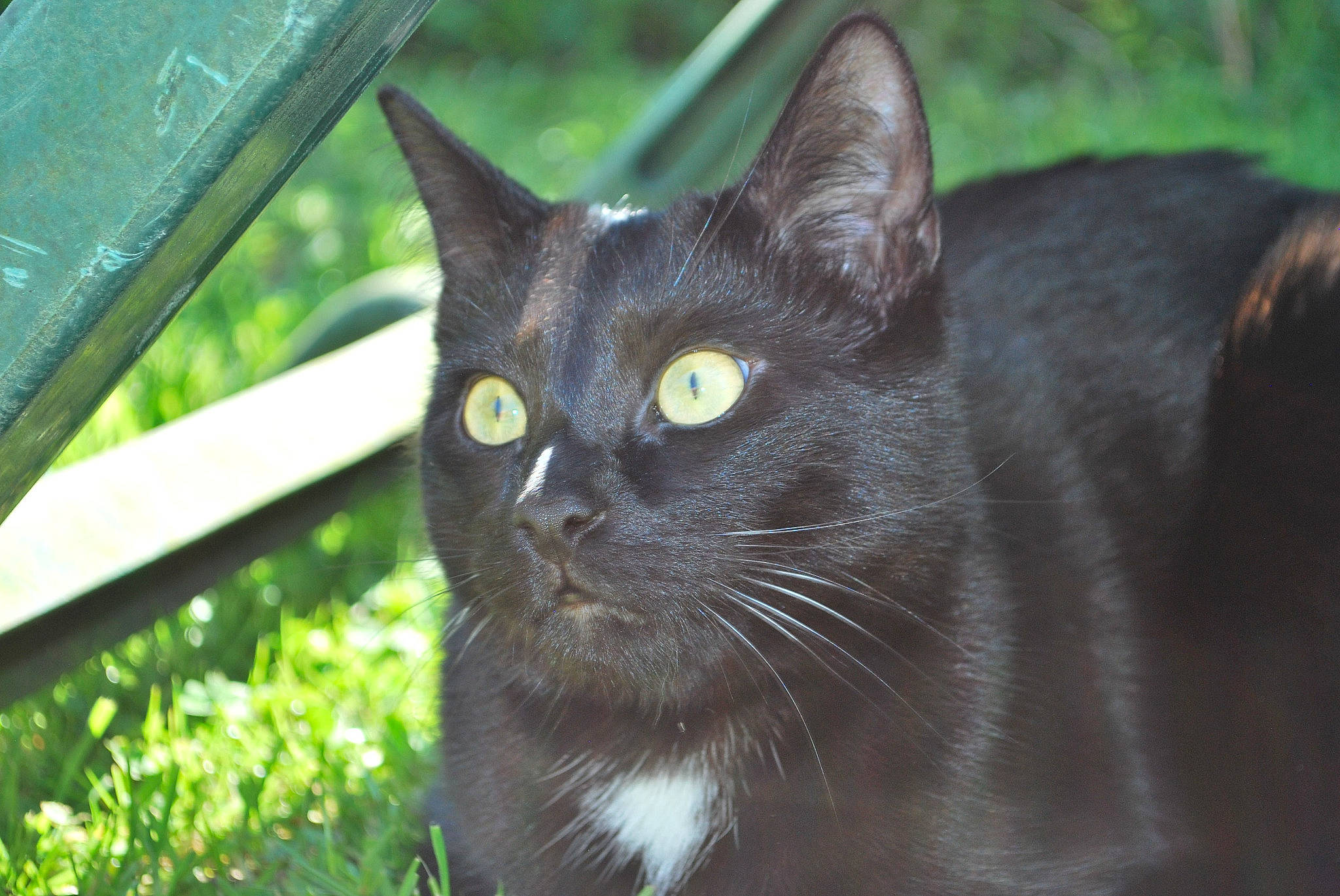 Onyx a rejoint le concours — aidez-le/la à gagner de superbes lots ! asian, black_cat, bombay, burmese, carnivore, cat, domestic_short_haired_cat, eye, felidae, fur, grass, havana_brown, korat, mammal, organism, plant, small_to_medium_sized_cats, snout, vertebrate, whiskers