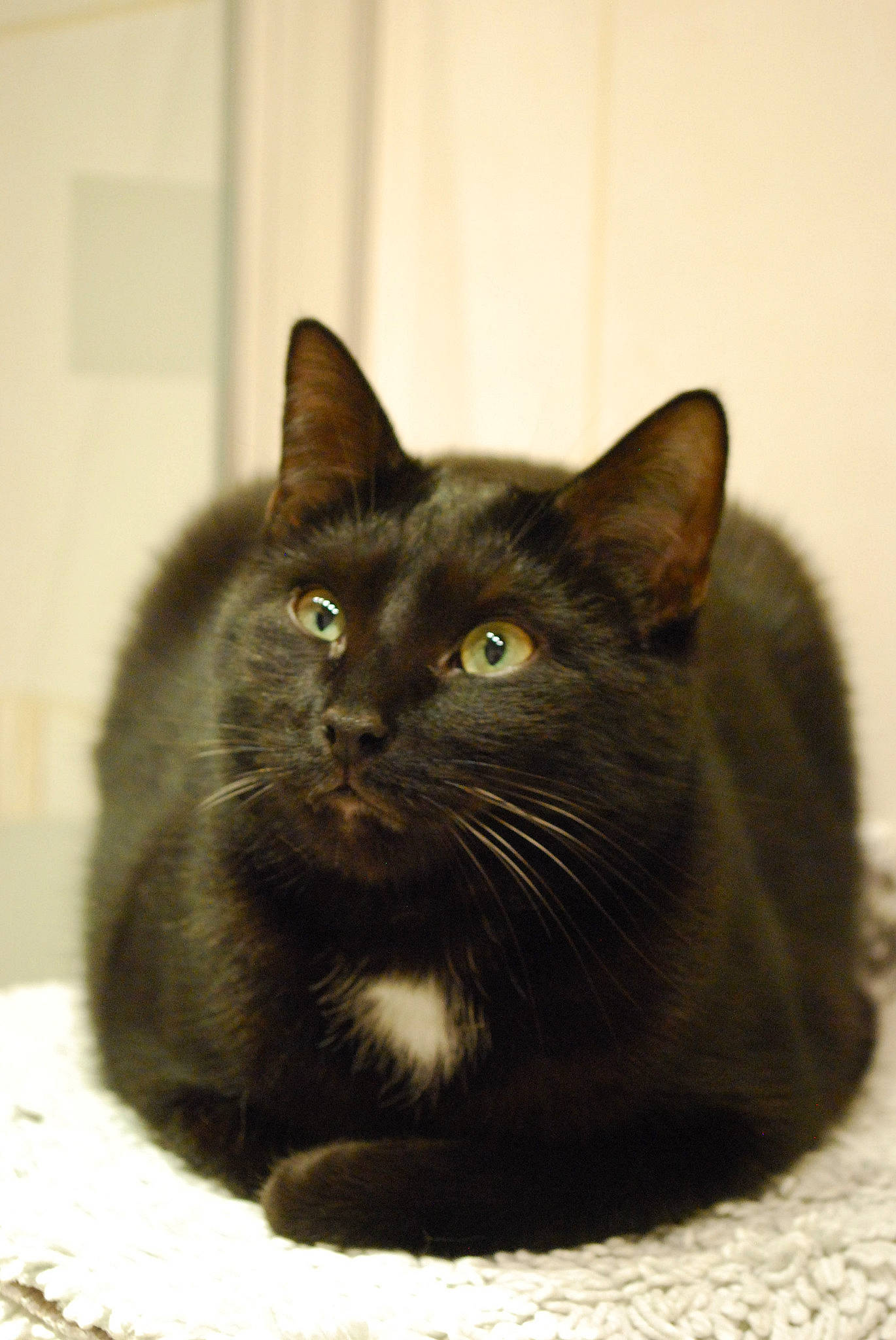 Onyx participe au concours pour gagner de l'argent avec cette photo : asian, black, black_cat, bombay, burmese, carnivore, cat, domestic_short_haired_cat, felidae, havana_brown, korat, mammal, nebelung, small_to_medium_sized_cats, snout, vertebrate, whiskers