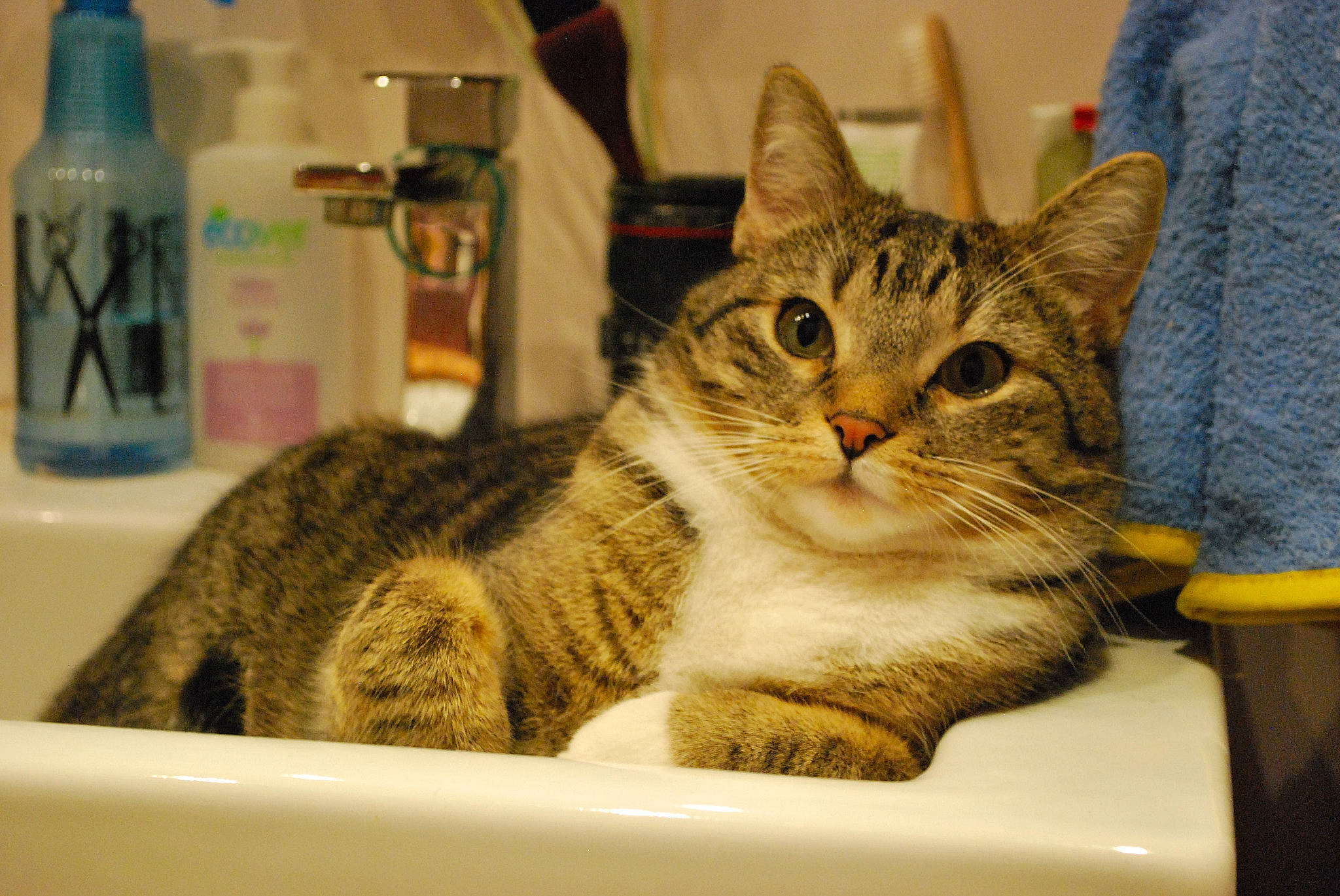 Maximus participe au concours pour gagner de l'argent avec cette photo : aegean_cat, american_shorthair, american_wirehair, asian, australian_mist, california_spangled, carnivore, cat, domestic_short_haired_cat, dragon_li, european_shorthair, felidae, kitten, mammal, ocicat, room, sink, small_to_medium_sized_cats, tabby_cat, whiskers