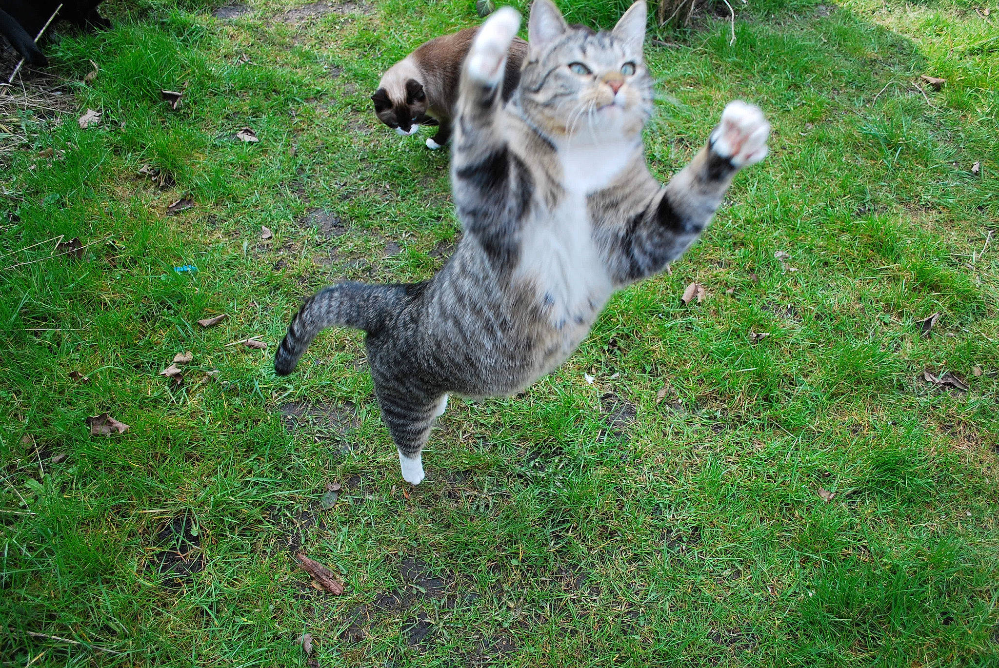 Maximus participe au concours pour gagner de l'argent avec cette photo : carnivore, cat, domestic_short_haired_cat, european_shorthair, felidae, grass, mammal, plant, small_to_medium_sized_cats, tabby_cat, tail, whiskers, wild_cat