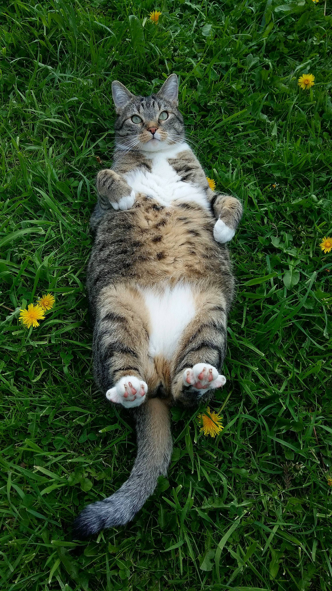 Maximus a rejoint le concours — aidez-le/la à gagner de superbes lots ! aegean_cat, american_wirehair, carnivore, cat, claw, domestic_short_haired_cat, european_shorthair, felidae, fur, grass, herbaceous_plant, lawn, plant, polydactyl_cat, rusty_spotted_cat, small_to_medium_sized_cats, tabby_cat, tail, whiskers, wild_cat