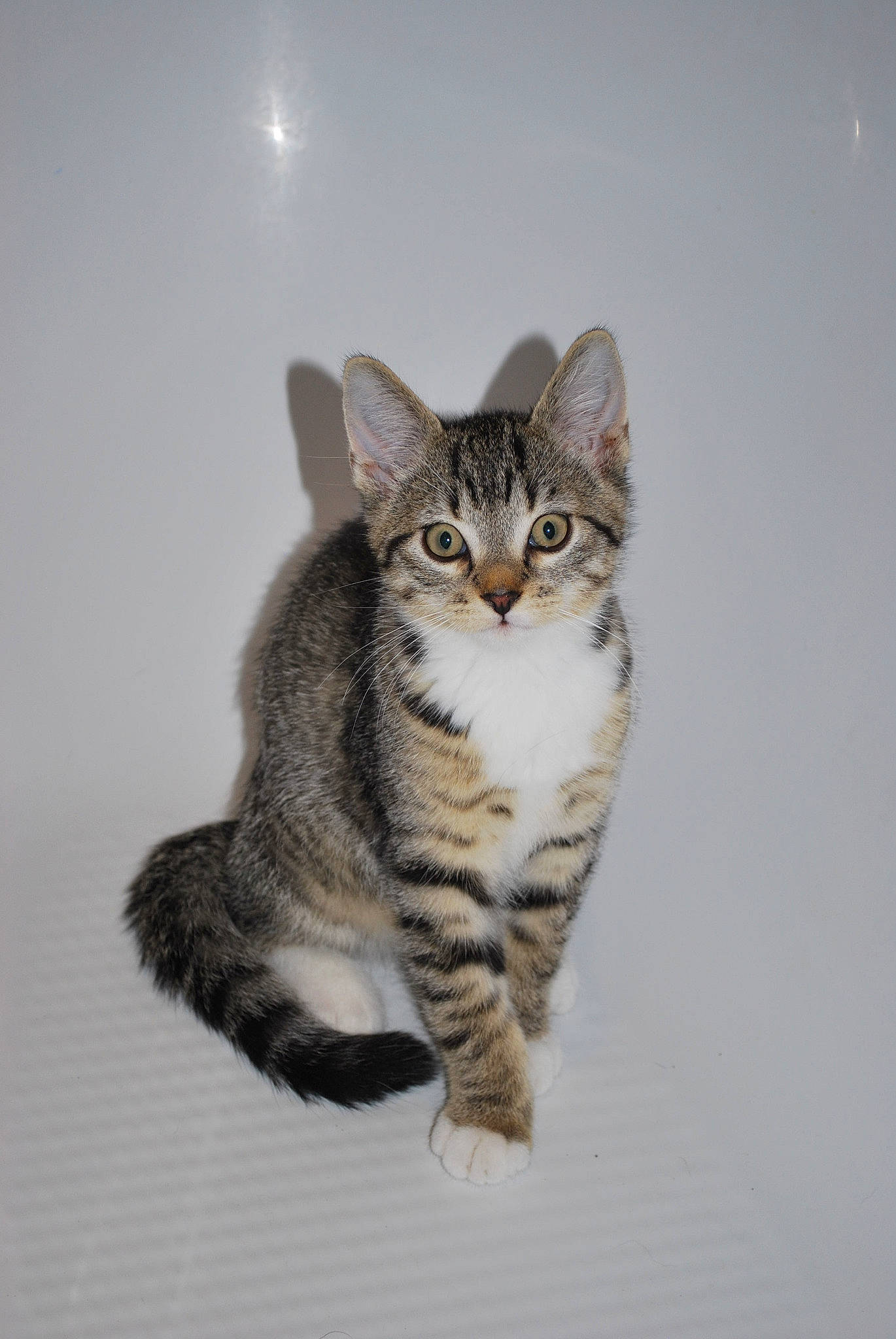 Maximus participe au concours pour gagner de l'argent avec cette photo : aegean_cat, american_shorthair, american_wirehair, asian, australian_mist, california_spangled, carnivore, cat, domestic_short_haired_cat, dragon_li, egyptian_mau, european_shorthair, felidae, kitten, mammal, small_to_medium_sized_cats, tabby_cat, tail, vertebrate, whiskers