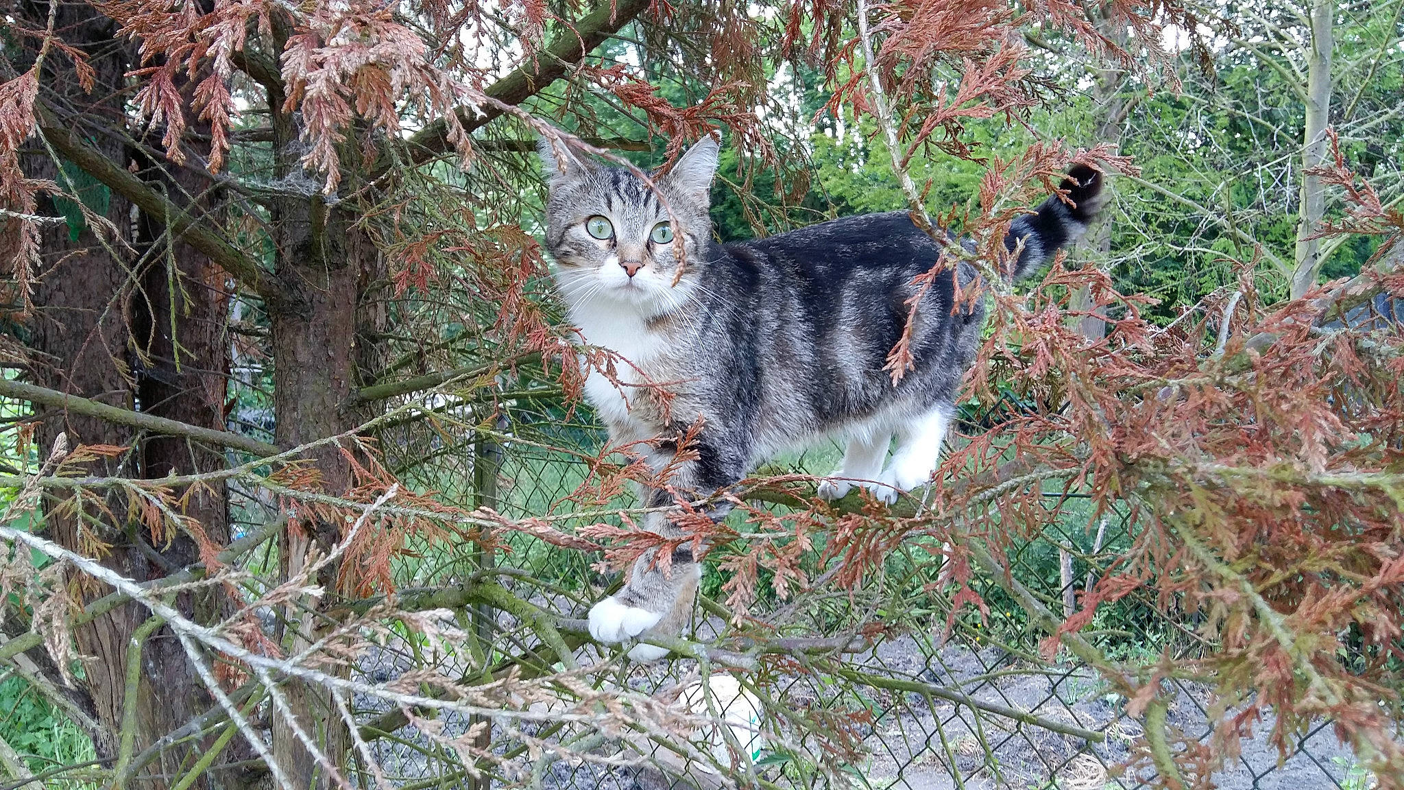 Kitty Cat participe au concours pour gagner de l'argent avec cette photo : aegean_cat, american_wirehair, carnivore, cat, domestic_short_haired_cat, european_shorthair, felidae, grass, kurilian_bobtail, plant, small_to_medium_sized_cats, tabby_cat, tree, whiskers, wild_cat, wildlife