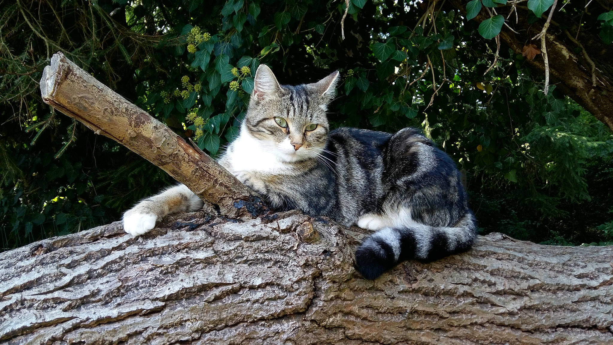 Kitty Cat participe au concours pour gagner de l'argent avec cette photo : aegean_cat, american_wirehair, branch, carnivore, cat, domestic_short_haired_cat, dragon_li, european_shorthair, felidae, fur, grass, plant, polydactyl_cat, small_to_medium_sized_cats, tabby_cat, tree, whiskers, wild_cat, wildlife, wood