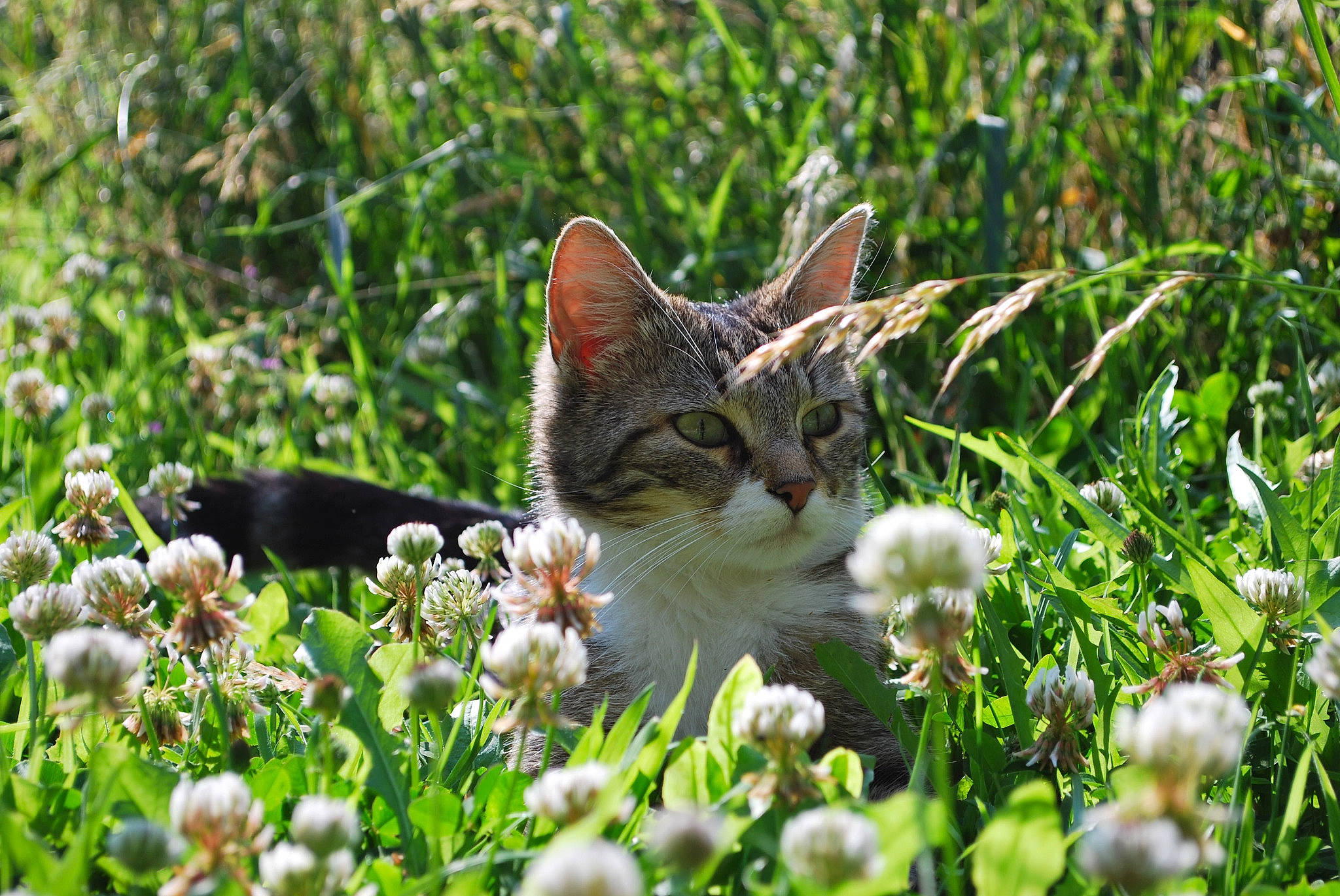 Kitty Cat a rejoint le concours — aidez-le/la à gagner de superbes lots ! american_wirehair, carnivore, cat, domestic_short_haired_cat, european_shorthair, fawn, felidae, grass, grass_family, kitten, meadow, plant, rusty_spotted_cat, small_to_medium_sized_cats, spring, tabby_cat, whiskers, wild_cat, wildflower, wildlife