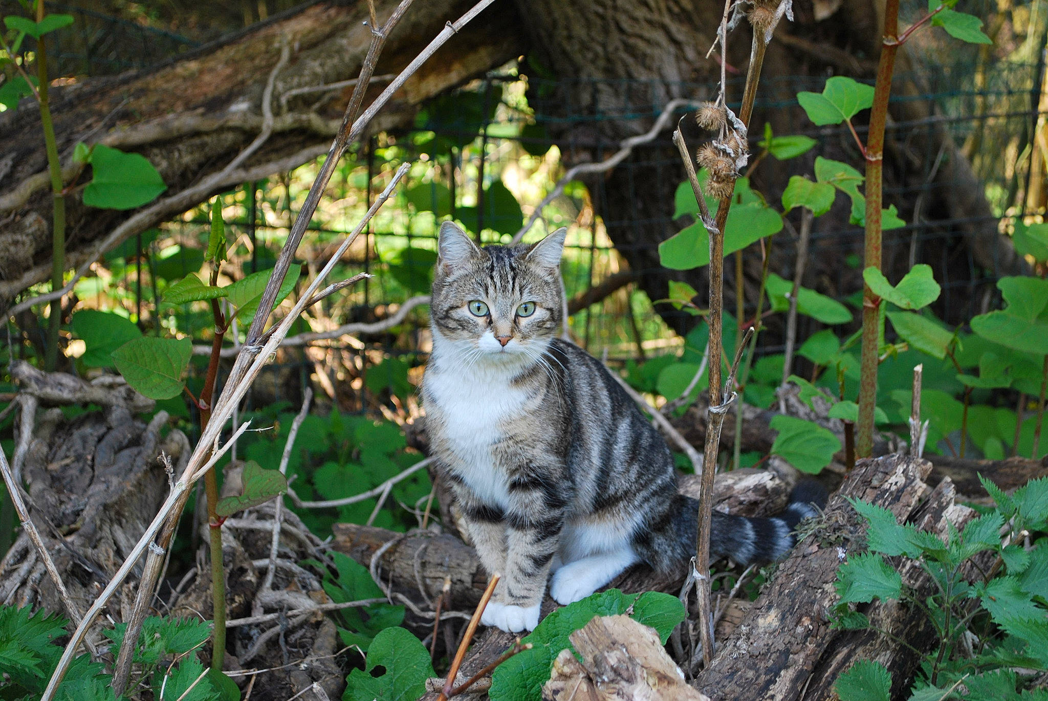 Kitty Cat participe au concours pour gagner de l'argent avec cette photo : adaptation, carnivore, cat, domestic_short_haired_cat, dragon_li, european_shorthair, felidae, mammal, norwegian_forest_cat, organism, plant, rusty_spotted_cat, small_to_medium_sized_cats, tabby_cat, terrestrial_animal, tree, whiskers, wild_cat, wildlife