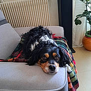 çhad participe au concours pour gagner de l'argent avec cette photo : dog, couch, blanket, indoor, pet, relaxed, fur, living_room, plant, floor, radiator, cozy, resting, black, white, brown, long_hair, canine, domestic_animal, portrait