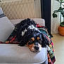 dog, couch, blanket, indoor, pet, relaxed, fur, living_room, plant, floor, radiator, cozy, resting, black, white, brown, long_hair, canine, domestic_animal, portrait