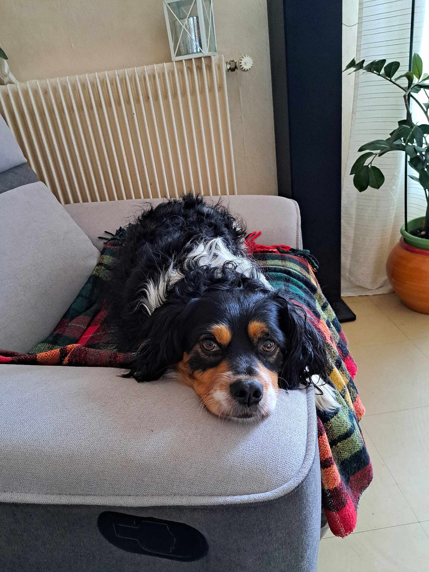 çhad participe au concours pour gagner de l'argent avec cette photo : dog, couch, blanket, indoor, pet, relaxed, fur, living_room, plant, floor, radiator, cozy, resting, black, white, brown, long_hair, canine, domestic_animal, portrait