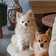 Maya a rejoint le concours — aidez-le/la à gagner de superbes lots ! dog, chihuahua, pet, indoor, couch, leather, small_dog, fur, animal, relaxing, home, decor, vase, table, floor, comfortable, cute, two_dogs, resting, ears