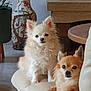 dog, chihuahua, pet, indoor, couch, leather, small_dog, fur, animal, relaxing, home, decor, vase, table, floor, comfortable, cute, two_dogs, resting, ears