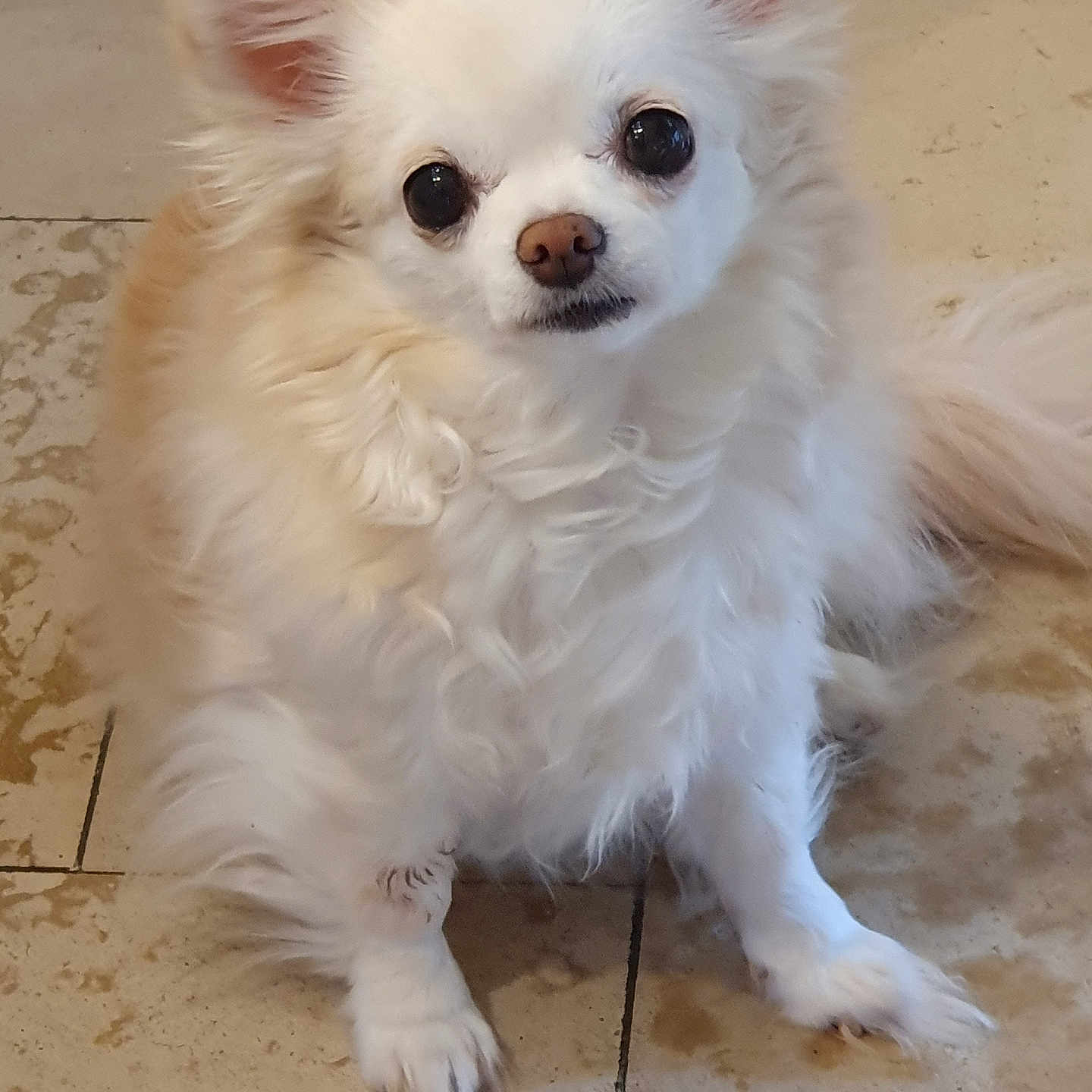 Maya participe au concours pour gagner de l'argent avec cette photo : animal, canine, companion, cute, dog, domestic_animal, ears_up, floor, fluffy, friendly, fur, indoor, looking_up, nose, paw, pet, sitting, small_dog, tile_floor, white_fur