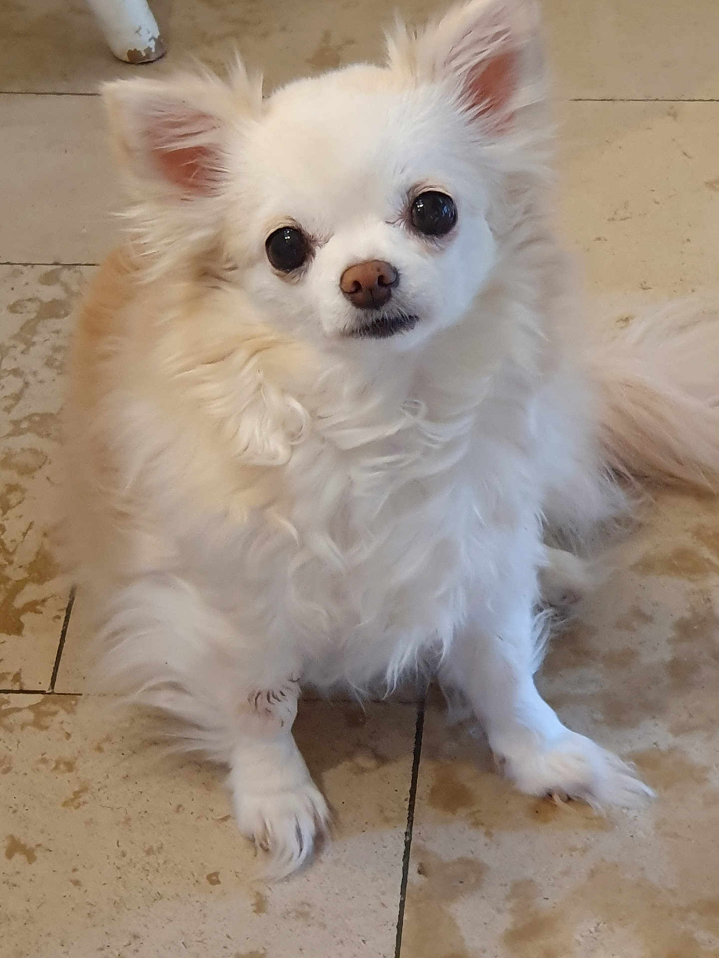 Maya participe au concours pour gagner de l'argent avec cette photo : dog, small_dog, fluffy, white_fur, pet, canine, indoor, floor, tile_floor, cute, animal, sitting, looking_up, ears_up, fur, nose, paw, friendly, companion, domestic_animal