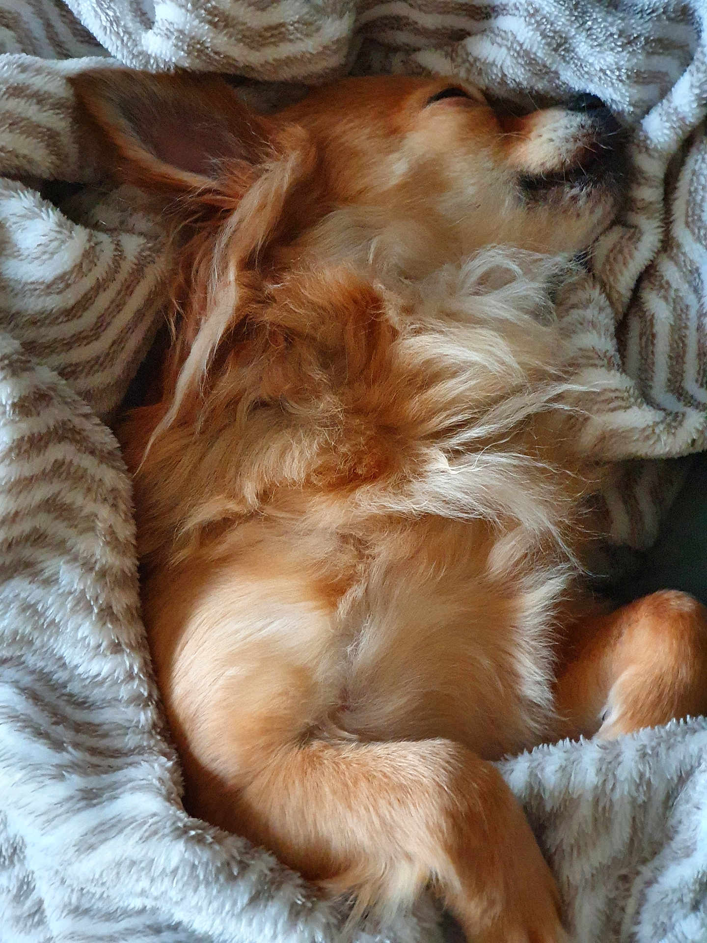 Filou