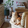 dog, chihuahua, pet, indoor, couch, leather, plant, vase, living_room, furniture, small_dog, two_dogs, relaxed, home_decor, floor, pillow, table, cozy, fur, animal