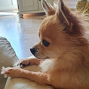 Filou a rejoint le concours — aidez-le/la à gagner de superbes lots ! dog, small_dog, fluffy, pomeranian, chihuahua, side_profile, leather_couch, indoor, natural_light, living_room, furniture, ears, fur, paw, nose, alert, pet, animal, domestic, relaxed