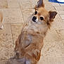 dog, small_dog, tan_fur, fluffy, standing, hind_legs, pet_food_bowls, blue_mat, tile_floor, indoor, cute, attentive, ears_up, long_fur, domestic_animal, companion_animal, canine, pet, animal, looking_sideways