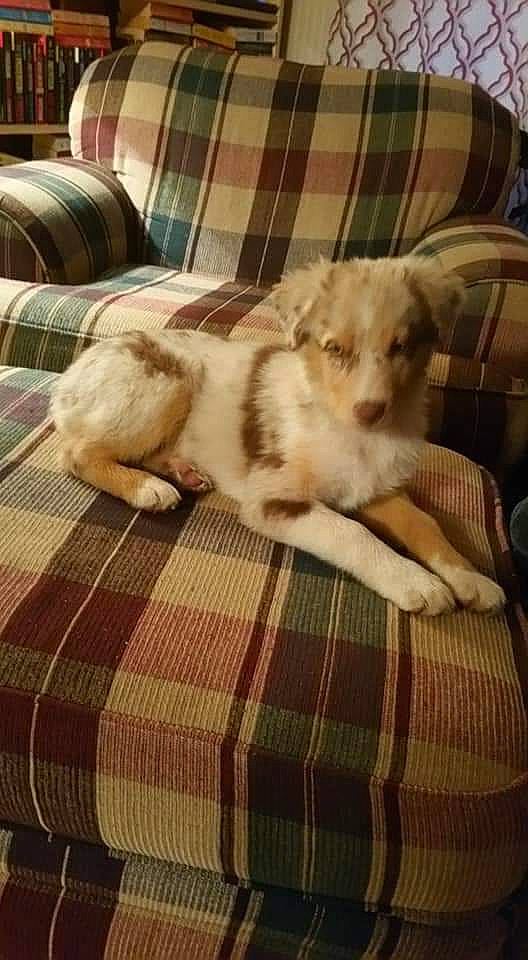 Michonne joined the competition — help win amazing prizes! carnivore, cloud, comfort, companion_dog, couch, dog, dog_breed, fawn, felidae, hardwood, linens, pattern, plaid, small_to_medium_sized_cats, tail, tartan, textile, toy_dog, whiskers, wood