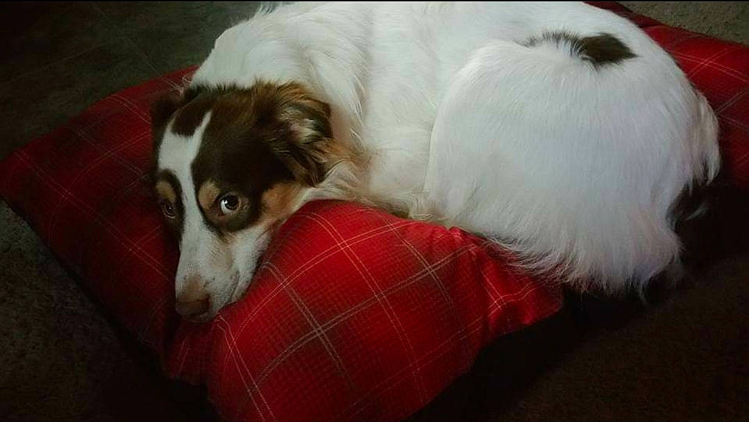 Merle is registered to the contest to win money with this photo: canidae, carnivore, comfort, companion_dog, dog, dog_breed, dog_supply, fur, pattern, paw, plaid, snout, sporting_group, tartan, terrestrial_animal, terrier, toy_dog, vertebrate, whiskers, working_animal